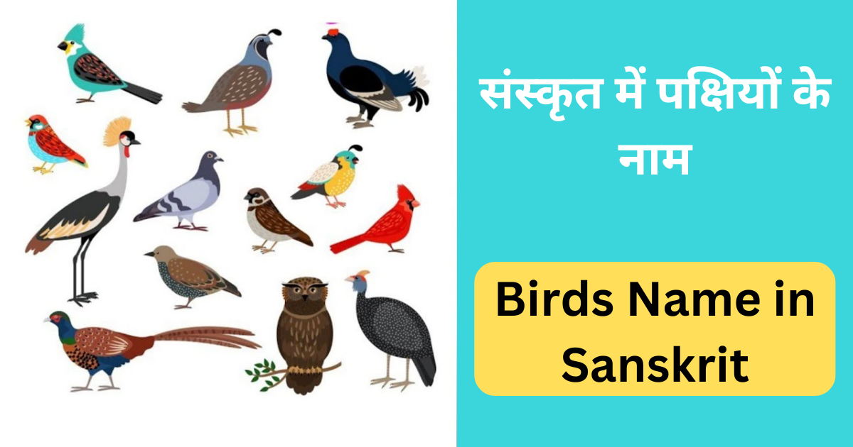 Birds Name in Sanskrit | पक्षियों के नाम संस्कृत में